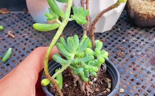 徒长是什么状态？多肉徒长怎么办？