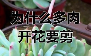 多肉开花时能剪吗？