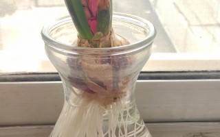 风信子水培几天能发芽？