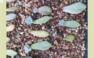 多肉移植后该不该马上浇水？