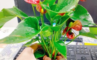 水培红掌冬季的养殖方法