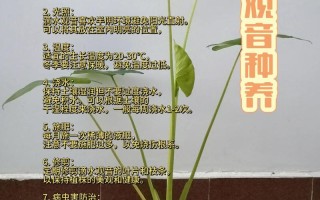 盆栽滴水观音怎么养才茂盛？