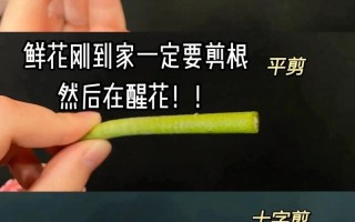 水培花要常剪根吗？剪根有啥讲究？