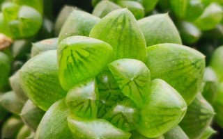 多肉植物分盆最佳季节是何时？