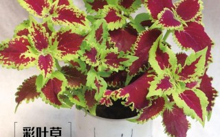 彩叶草水培土养哪个更适合？