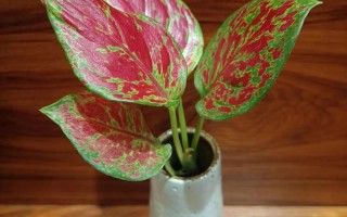 花叶如意无根水培能活吗？