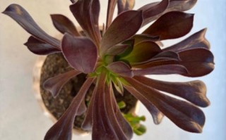 清政府与黑法师多肉有何关联？