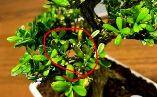 盆栽黄杨枯萎了怎么办？