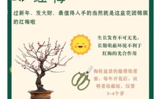 冬季梅花盆栽怎么养才开花？