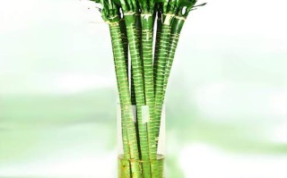 富贵竹水培剪叶后还能活吗？