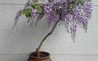 盆栽紫藤花能长多大？