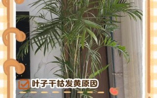 竹子盆栽杆发黄是什么原因？