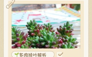 冬季多肉掉叶片怎么办？