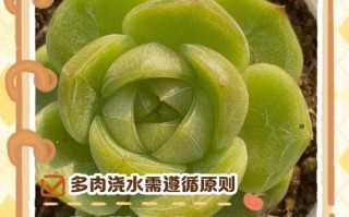 多肉雨季施肥要注意啥？