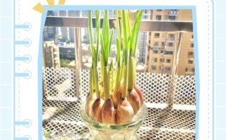 水培大蒜头如何快速助长？
