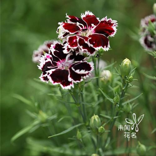 全国种植锦团石竹盆栽基地在哪？-第2张图片-吾爱花网