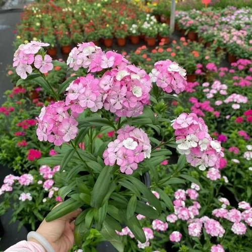 全国种植锦团石竹盆栽基地在哪?-第1张图片-吾爱花网 全国种植锦团石竹盆栽基地在哪?-第1张图片-吾爱花网