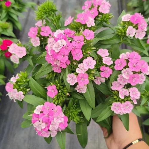 全国种植锦团石竹盆栽基地在哪？-第3张图片-吾爱花网