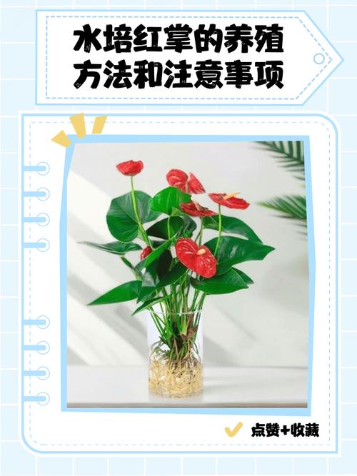 一品红水培扦插视频怎么做?-第1张图片-吾爱花网 一品红水培扦插视频怎么做?-第1张图片-吾爱花网