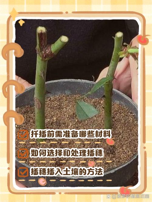 一品红水培扦插视频怎么做?-第3张图片-吾爱花网 一品红水培扦插视频怎么做?-第3张图片-吾爱花网