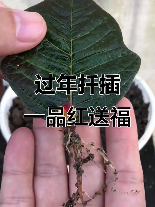 一品红水培扦插视频怎么做?-第2张图片-吾爱花网 一品红水培扦插视频怎么做?-第2张图片-吾爱花网