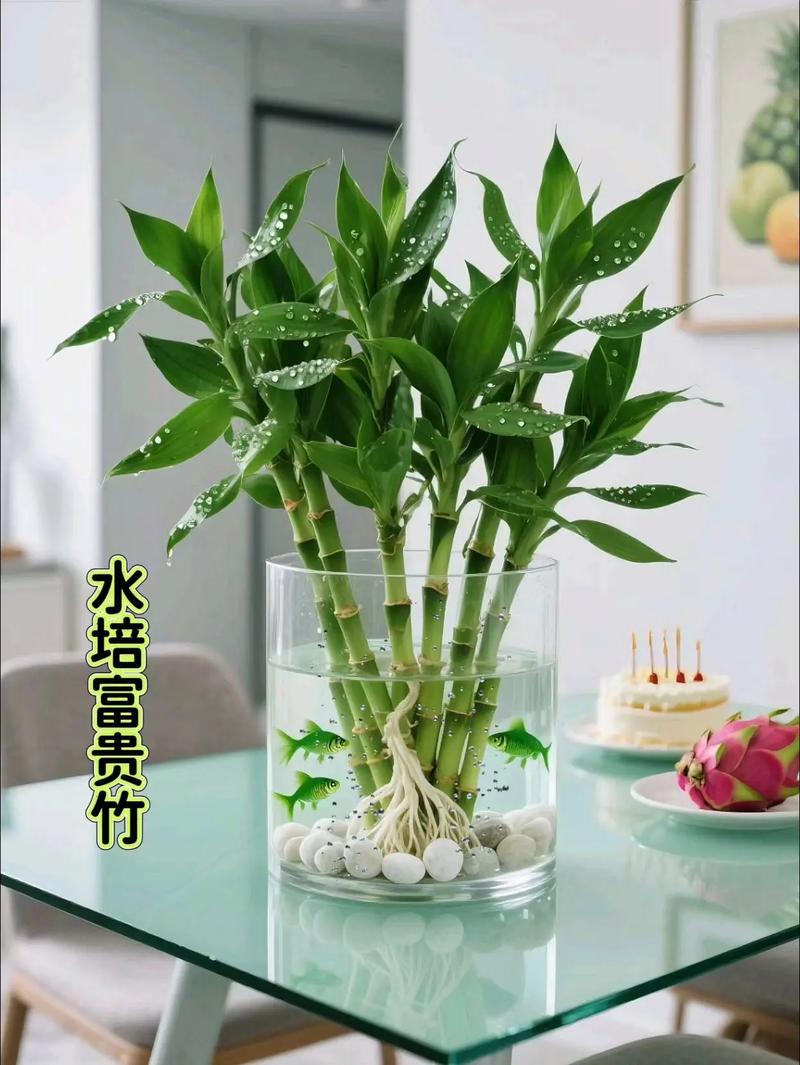 水培富贵竹加维生素B12有何用?-第1张图片-吾爱花网 水培富贵竹加维生素B12有何用?-第1张图片-吾爱花网