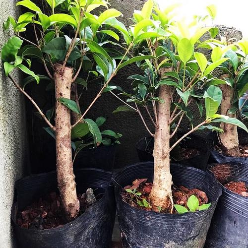 盆栽丹桂耐高温极限是多少度？-第1张图片-吾爱花网