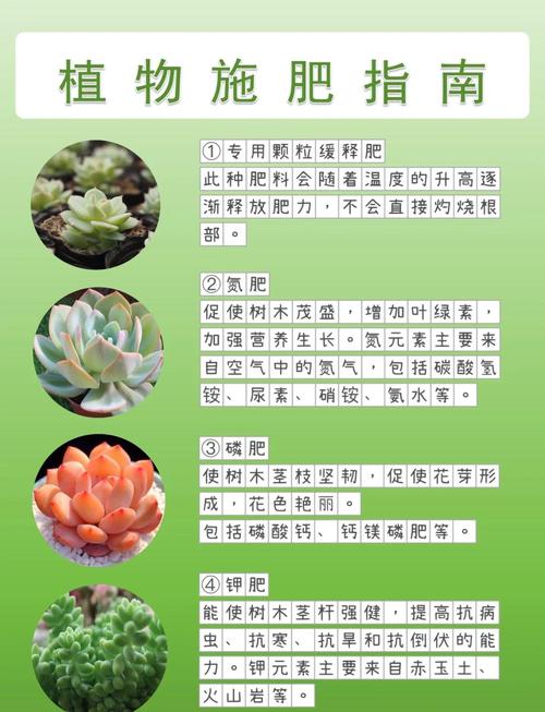 冬天多肉到底要不要浇水?-第3张图片-吾爱花网 冬天多肉到底要不要浇水?-第3张图片-吾爱花网