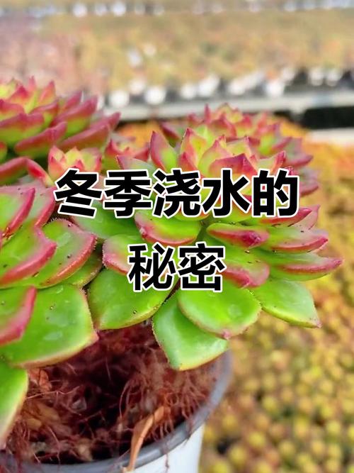 冬天多肉到底要不要浇水?-第2张图片-吾爱花网 冬天多肉到底要不要浇水?-第2张图片-吾爱花网