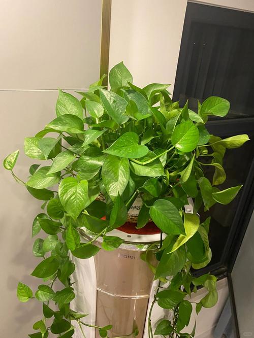 绿萝水培能用多菌灵吗?-第1张图片-吾爱花网 绿萝水培能用多菌灵吗?-第1张图片-吾爱花网