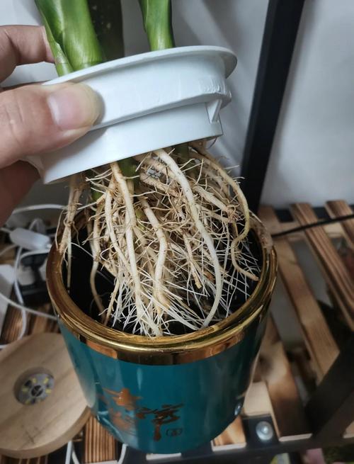 水培广东万年青图片技巧有哪些关键点?-第2张图片-吾爱花网 水培广东万年青图片技巧有哪些关键点?-第2张图片-吾爱花网