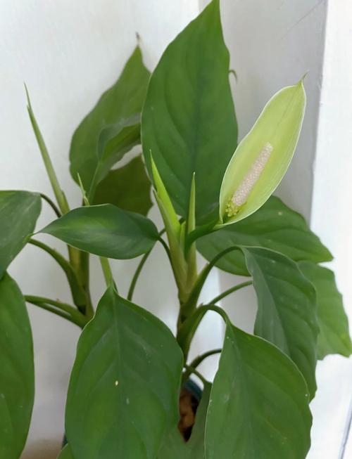 水培广东万年青图片技巧有哪些关键点?-第3张图片-吾爱花网 水培广东万年青图片技巧有哪些关键点?-第3张图片-吾爱花网