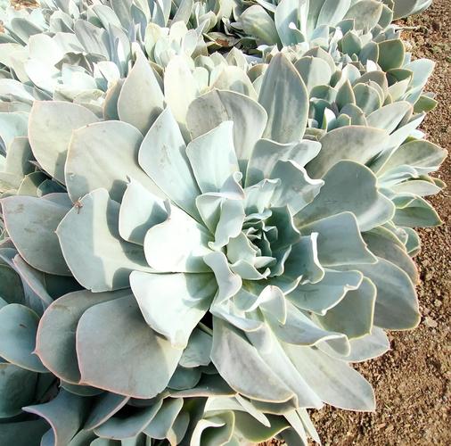 大型多肉品种有哪些?-第1张图片-吾爱花网 大型多肉品种有哪些?-第1张图片-吾爱花网