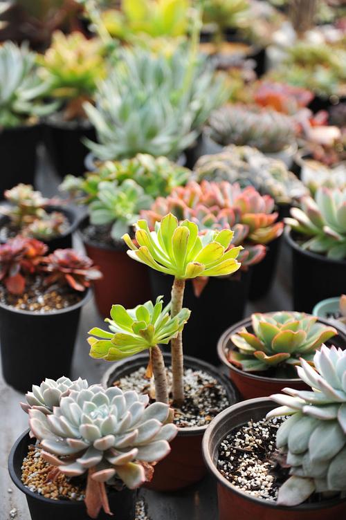 大型多肉品种有哪些?-第3张图片-吾爱花网 大型多肉品种有哪些?-第3张图片-吾爱花网