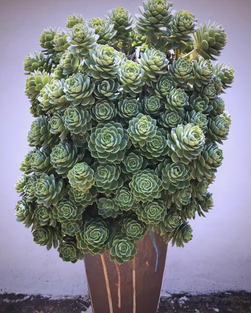 大型多肉品种有哪些?-第2张图片-吾爱花网 大型多肉品种有哪些?-第2张图片-吾爱花网