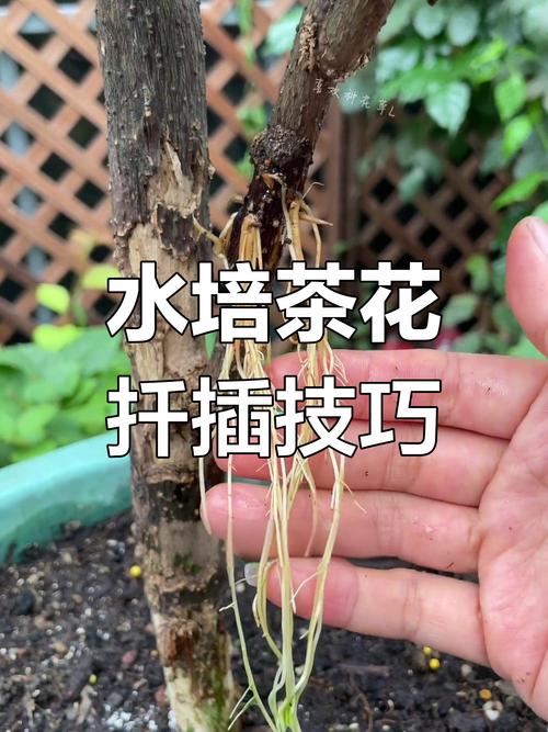 茶花开花前浇水要注意什么？-第3张图片-吾爱花网
