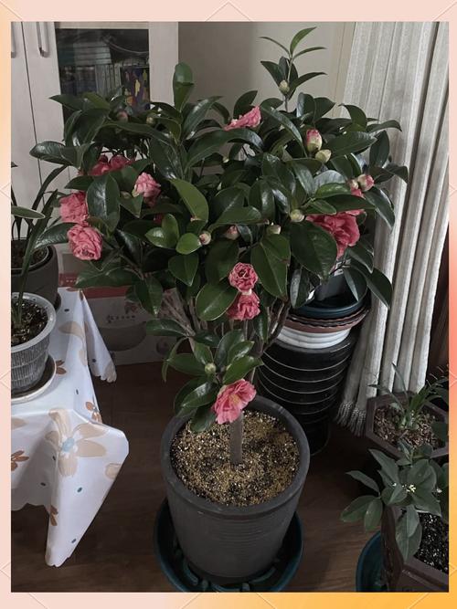 茶花开花前浇水要注意什么？-第1张图片-吾爱花网