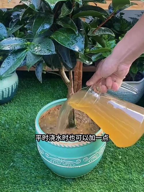 茶花开花前浇水要注意什么？-第2张图片-吾爱花网