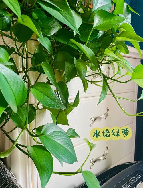 绿萝土培改水培,必须剪根吗?-第1张图片-吾爱花网 绿萝土培改水培,必须剪根吗?-第1张图片-吾爱花网