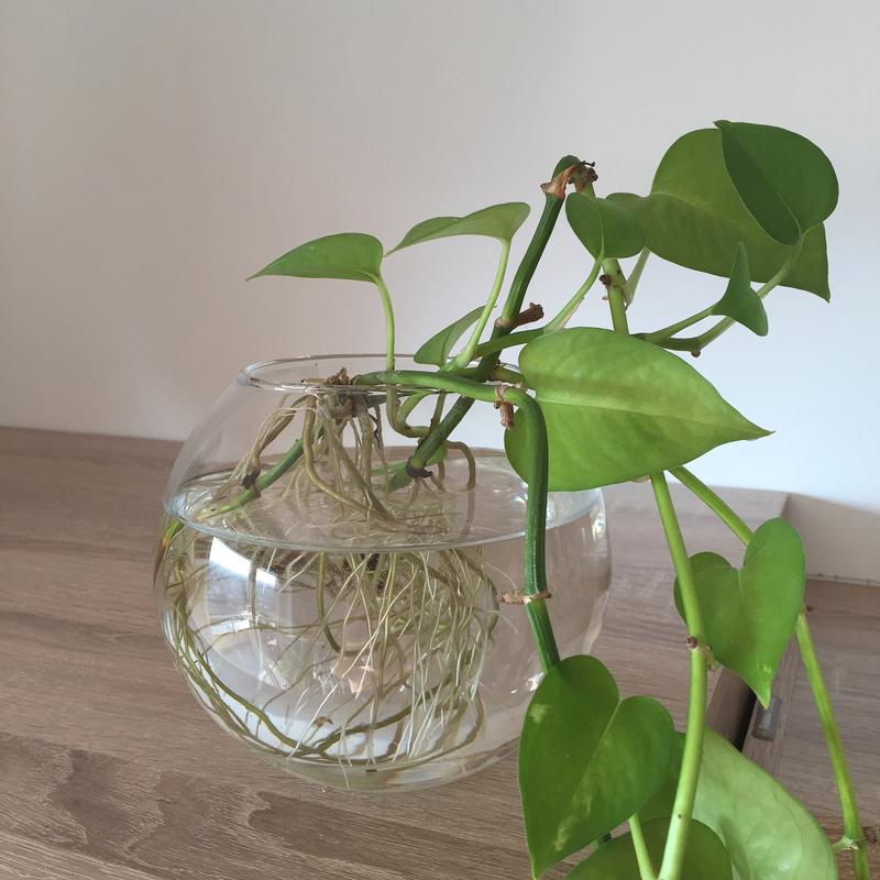 绿萝土培改水培,必须剪根吗?-第3张图片-吾爱花网 绿萝土培改水培,必须剪根吗?-第3张图片-吾爱花网