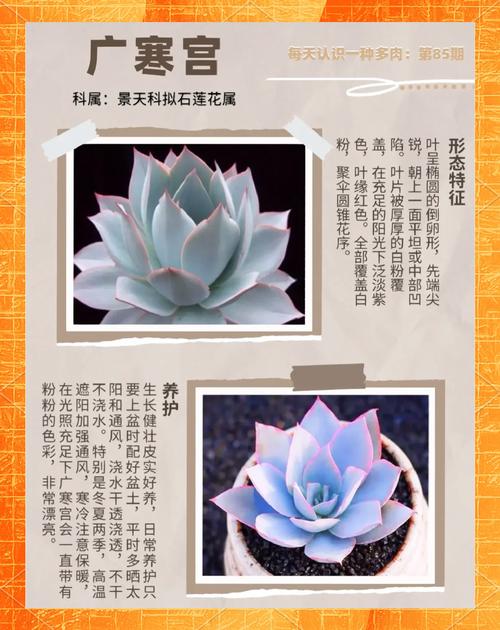 冬季多肉如何安全过冬?-第1张图片-吾爱花网 冬季多肉如何安全过冬?-第1张图片-吾爱花网