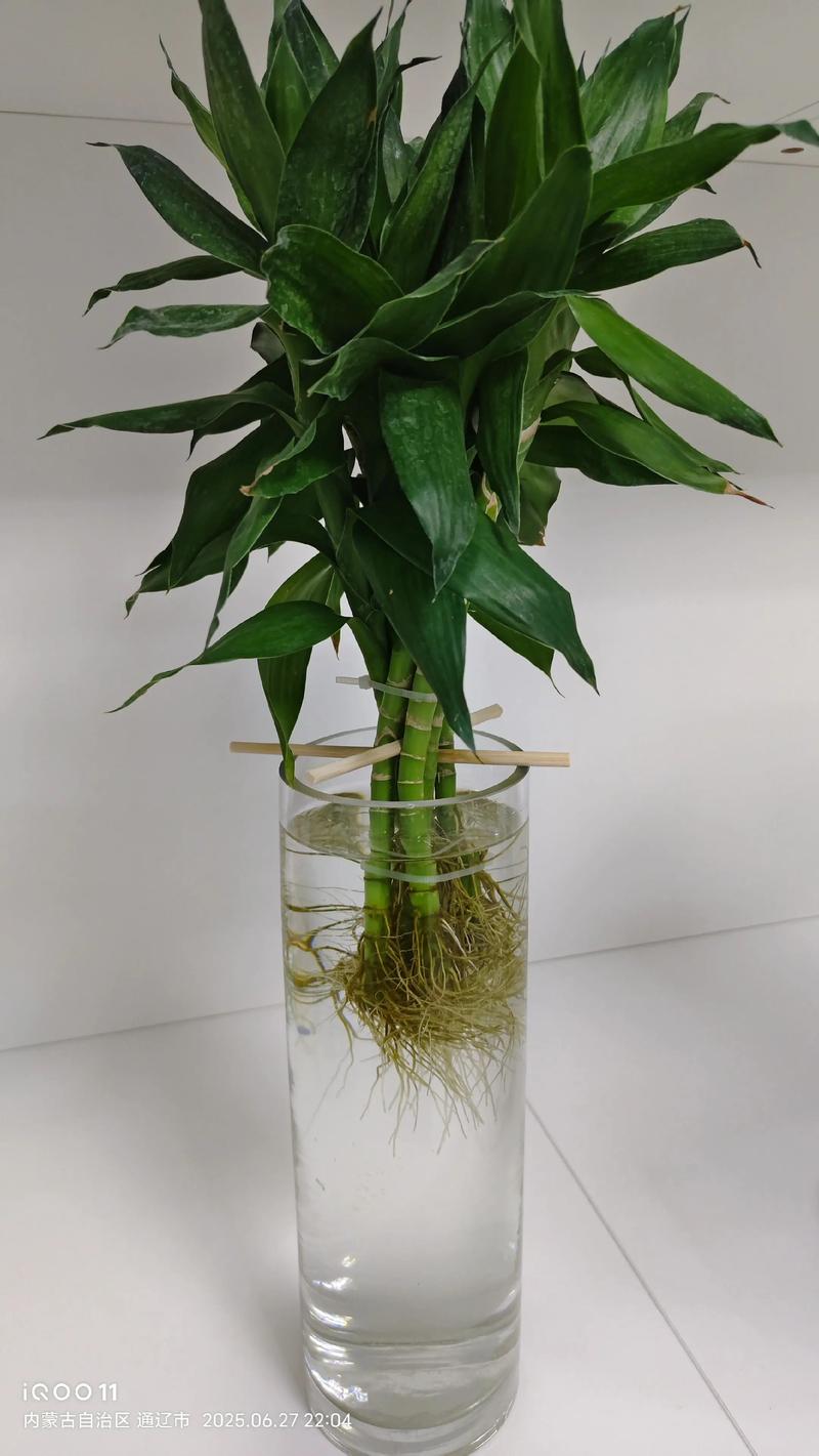 秋冬水培绿植,哪些好养又抗寒?-第1张图片-吾爱花网 秋冬水培绿植,哪些好养又抗寒?-第1张图片-吾爱花网