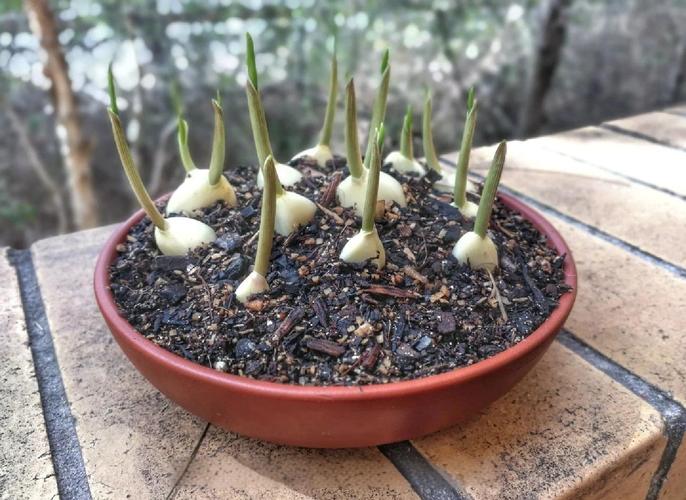 盆栽大蒜有何特殊寓意?-第1张图片-吾爱花网 盆栽大蒜有何特殊寓意?-第1张图片-吾爱花网
