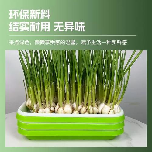 盆栽大蒜有何特殊寓意?-第3张图片-吾爱花网 盆栽大蒜有何特殊寓意?-第3张图片-吾爱花网