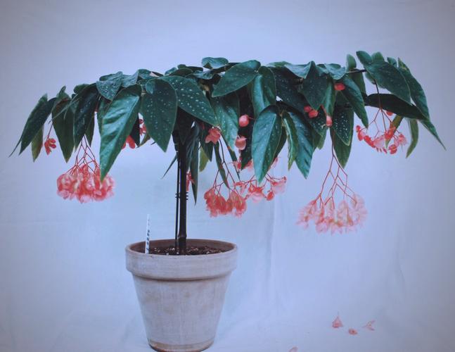 小叶竹节海棠盆栽图片长啥样?-第1张图片-吾爱花网 小叶竹节海棠盆栽图片长啥样?-第1张图片-吾爱花网