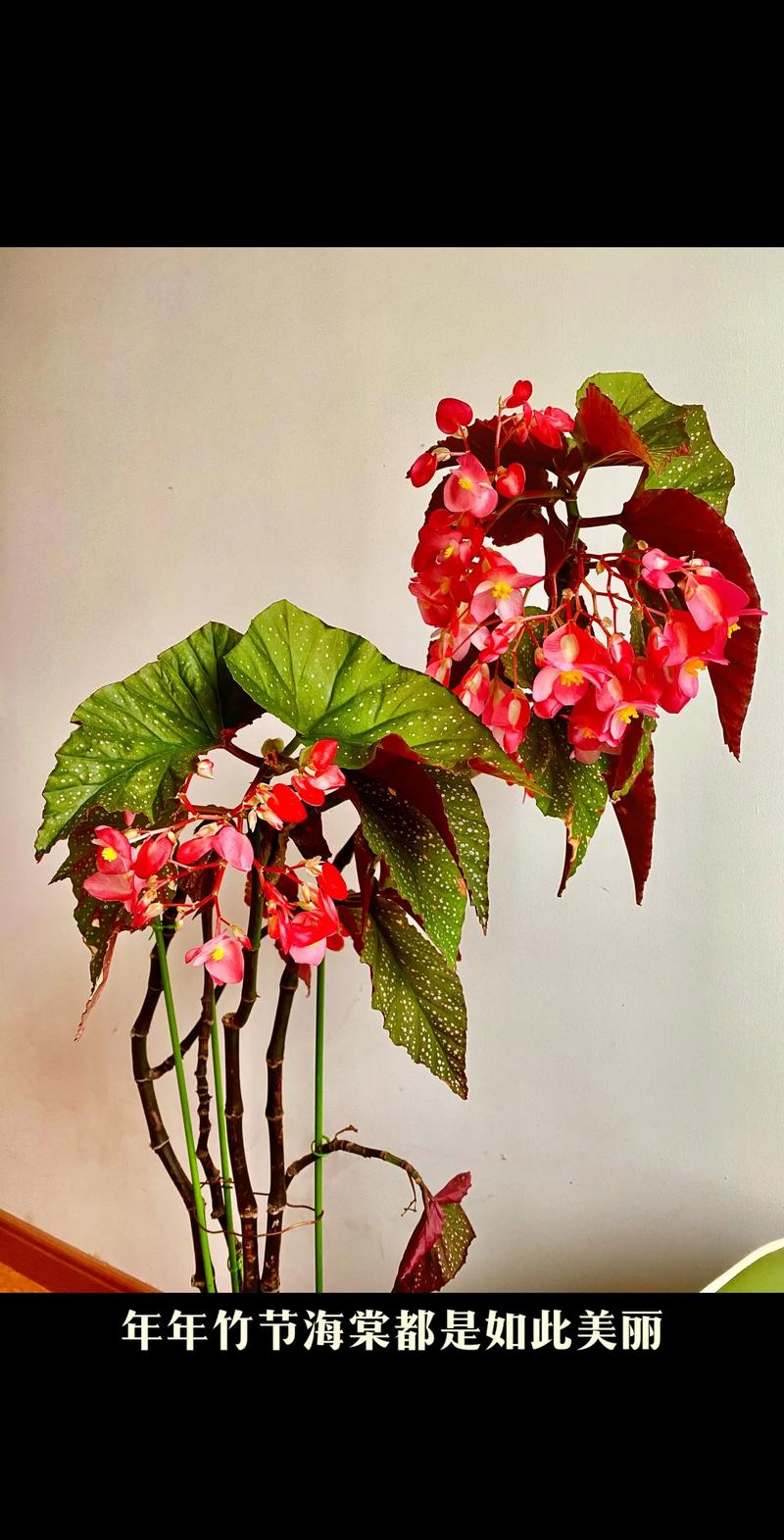 小叶竹节海棠盆栽图片长啥样?-第2张图片-吾爱花网 小叶竹节海棠盆栽图片长啥样?-第2张图片-吾爱花网