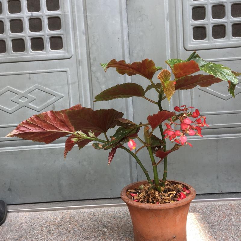 小叶竹节海棠盆栽图片长啥样?-第3张图片-吾爱花网 小叶竹节海棠盆栽图片长啥样?-第3张图片-吾爱花网