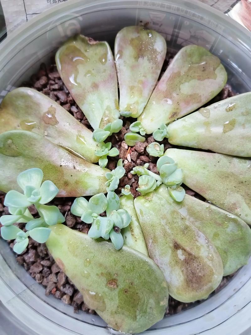 多肉外面的叶子怎么处理-第1张图片-吾爱花网