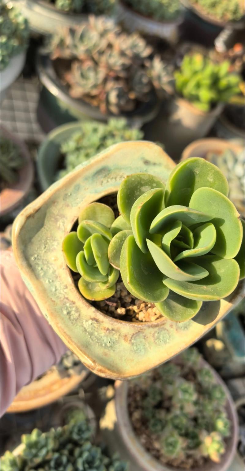 多肉外面的叶子怎么处理-第2张图片-吾爱花网