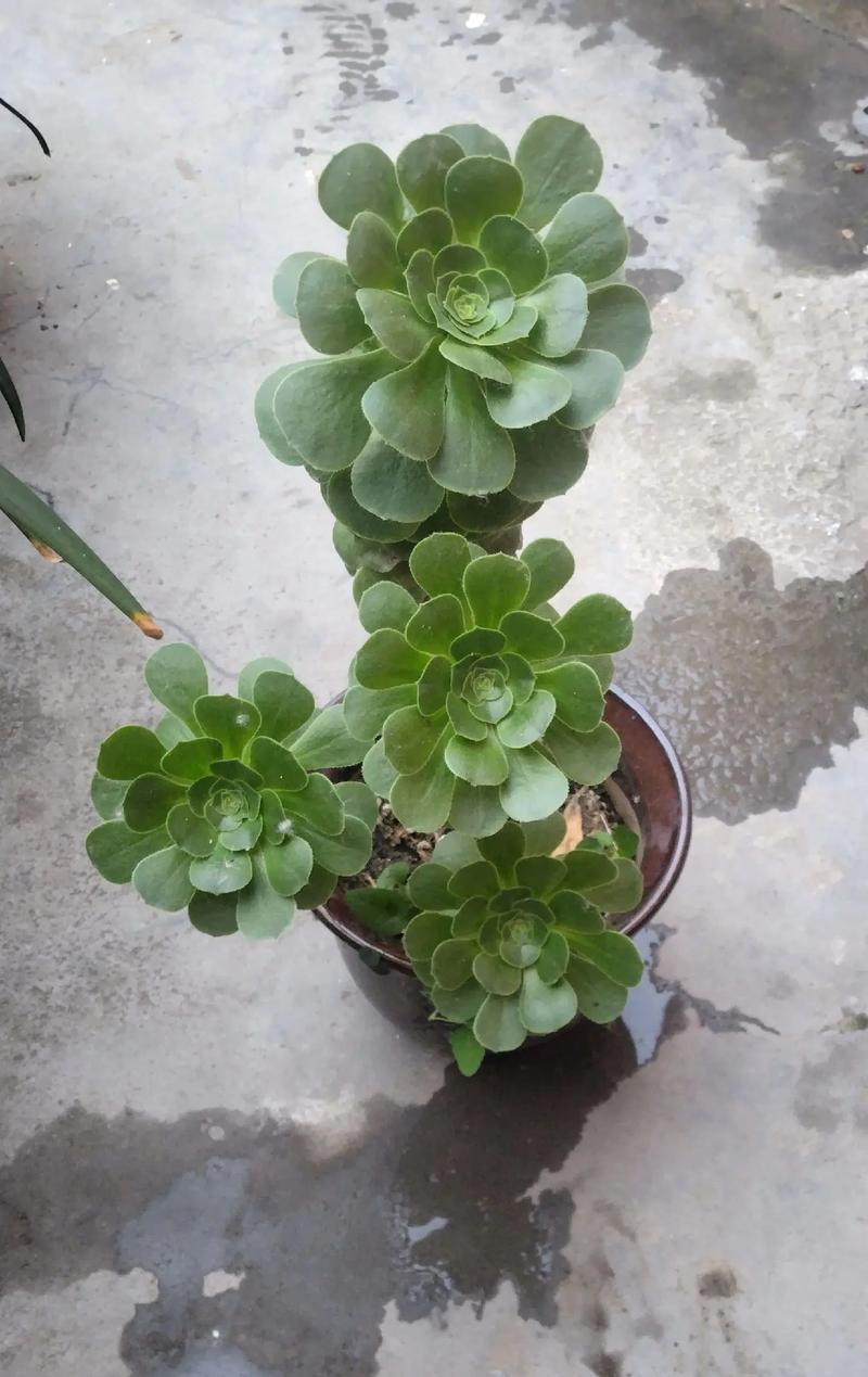 多肉外面的叶子怎么处理-第3张图片-吾爱花网